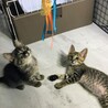 8/17(日)里親会！ぴえん顔が可愛い♂ムサシ君 サムネイル5