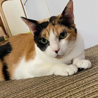 三毛猫　はもちゃん　里親募集中☆彡