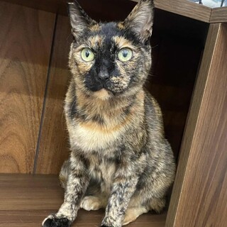 サビ猫　こちちゃん　里親募集中☆彡