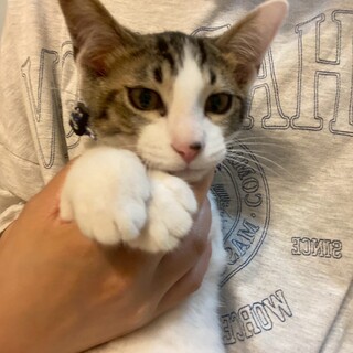 男前なきじしろ子猫