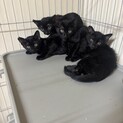 クロネコ4兄弟