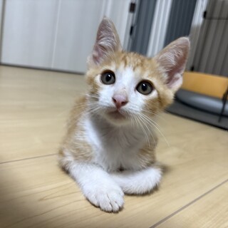 甘えん坊茶白の男の子