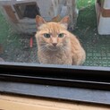 飼い主さんが亡くなってしまいました　茶トラくん
