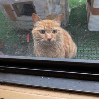 飼い主さんが亡くなってしまいました　茶トラくん