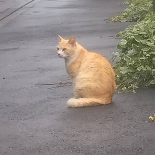 飼い主さんが亡くなってしまいました　茶白くん