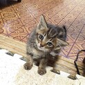 皆んなと仲良くできる可愛い子猫の蓮くん