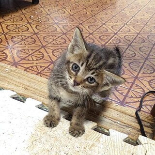 皆んなと仲良くできる可愛い子猫の蓮くん