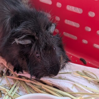 アビシニアンモルモット可愛がってくれる方募集中!