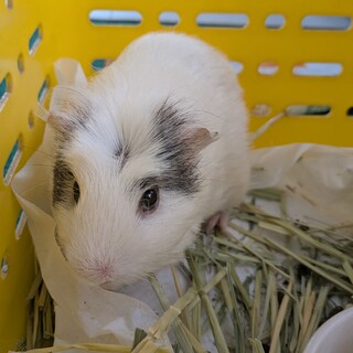 クレステッドモルモット可愛がってくれる方募集中!