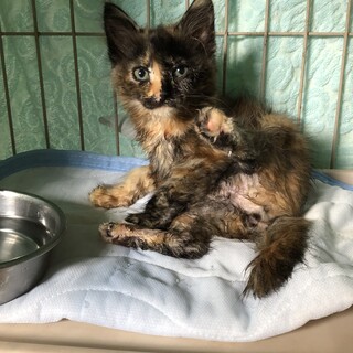 長毛になるかも、茶色が多くて明るいさび柄ちゃん