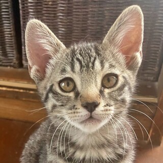 甘えん坊で抱っこもできる子猫☆キジトラのココナツ君