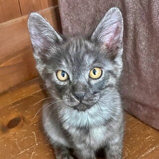 トライアル中『さくらんぼくん』甘えん坊♡