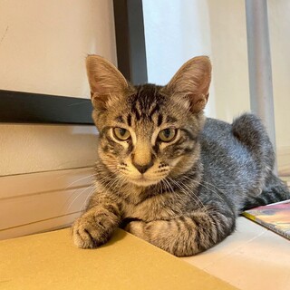 きじこねこ男の子　もずく