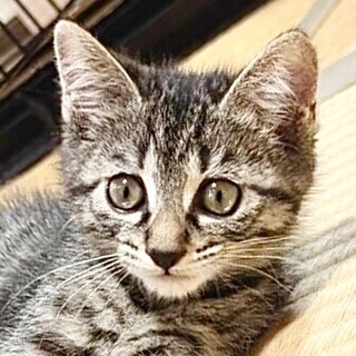 甘えん坊で人懐っこいアニメのような翔平君