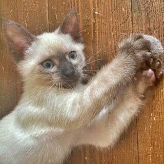 トライアル中『シナモンくん』