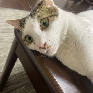 人が大好きなハクくん♪