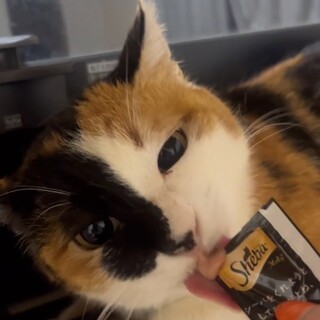 ひとが大好き綺麗な三毛柄の女の子　緊急里親様募集