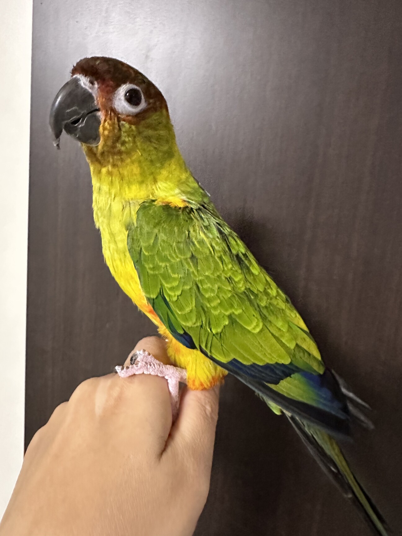 里親様決まりました！」愛媛県 - 鳥の里親募集(519235) :: ペットの