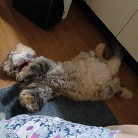 あお