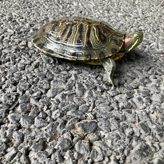 【感謝】ミシシッピアカミミガメを飼ってくれる方