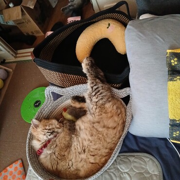 お気に入りのベッド