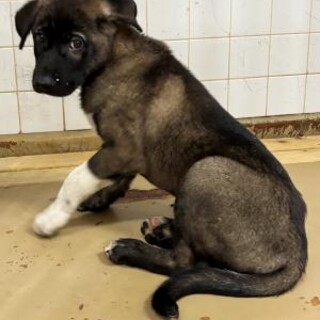 緊急！生後3ケ月位の可愛い子犬　7月8日朝迄