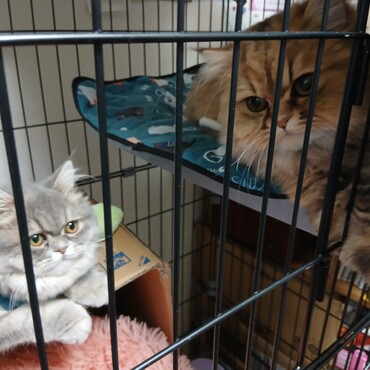 すずの小屋を私物化