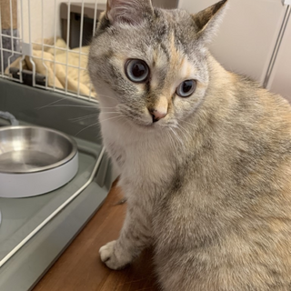 猫5歳女の子(パステル三毛、外飼なし、既往歴なし)