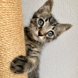 7/6(日)都内譲渡会　ジャクソン5♪ティトくん