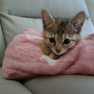 麦わらのあすかちゃん♡