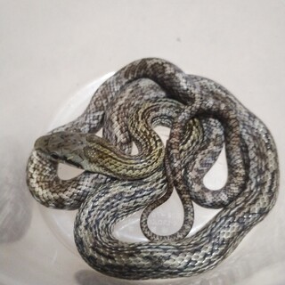 【最後の1匹】約60cmのアオダイショウベビー