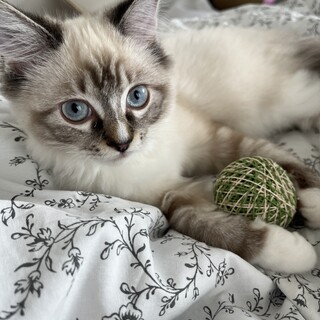 純血種 おとなしいラグドールの女の子です