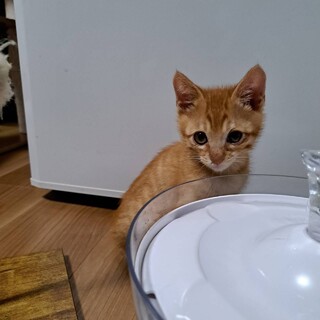 可愛い茶トラのげんどう君