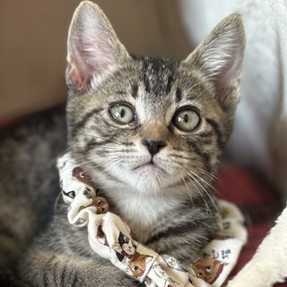 推理力ありそうで賢いコナンくん