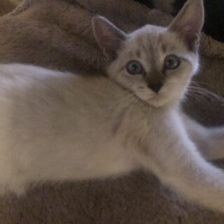 子猫6匹