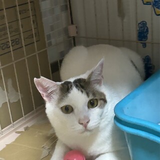 2歳半　キジ白　シャイな　太郎くん