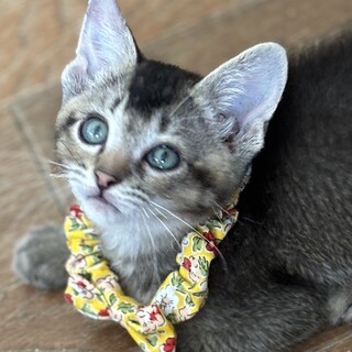 ネズミのようなこい灰色のジェリーくん