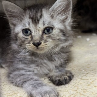 皆んなと仲良くできる可愛い子猫の長毛の雅ちゃん