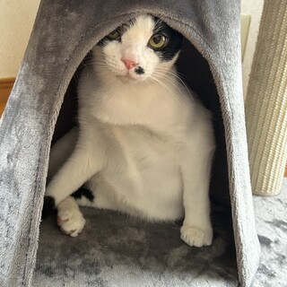 抱っこ大好きのかまってちゃん♡コハクくん