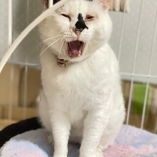 ウーちゃん可愛いと貫禄が共存した男の子里親募集中