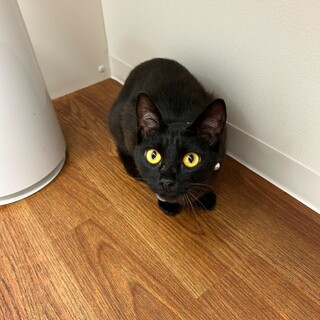 甘えん坊な黒猫サクちゃん！