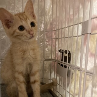 (募集停止)おてんば茶トラ女子