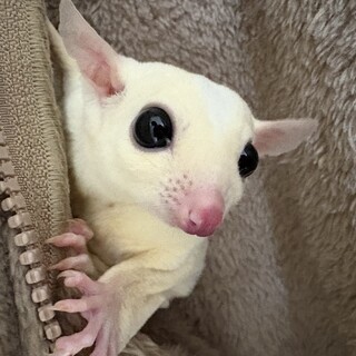 フクロモモンガ 男の子の双子ベビー