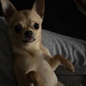 チワワ1歳