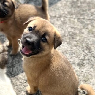 鼻黒が凛々しいブルトンくん