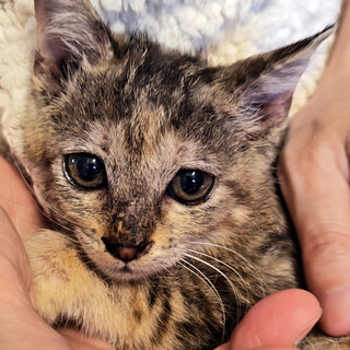 サビ柄の仔猫　かわいいですよ
