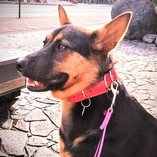 ミニシェパード風の男の子