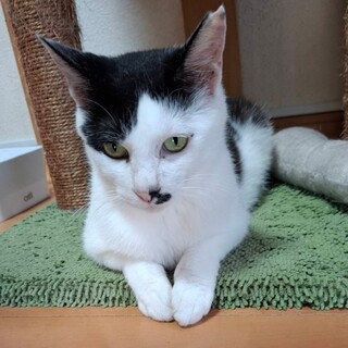 小柄で優しいルナママ、性格花丸穏やかな子です