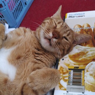 優しいオシキャットです　里親になってください