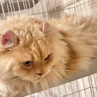 人懐っこい男の子 アメリカンカール長毛 イケメン猫